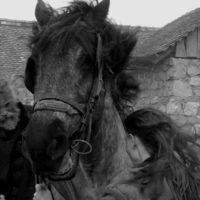 The Turin Horse (A torinói ló)